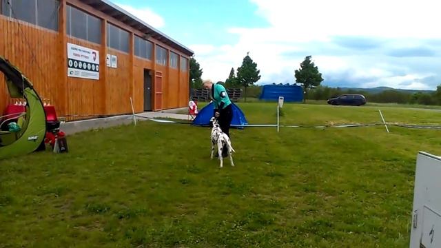 Dalmatian Club show 11.05. 2014 Ptýrov (CZ) Angelo and Věrka Hejtík :) Part I. смотреть онлайн