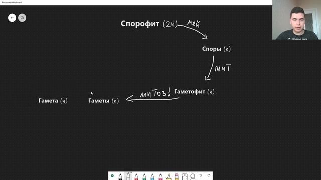 BioFamily: Общая схема жизненных циклов растений за 9 минут