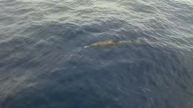 Дельфины играют на носу нашей яхты! смотреть онлайн