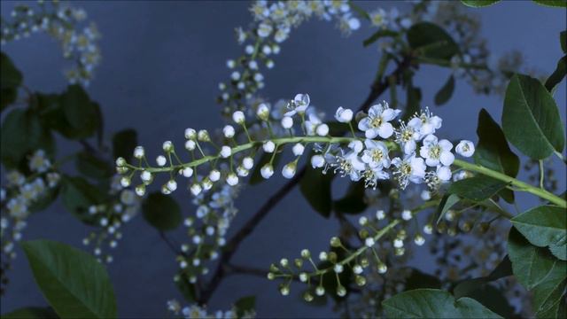 FLOWERS STOCK FOOTAGE HD - ROYALTY FREE VIDEOS / FREE STOCK FOOTAGE / FLOWERS / NATURE / FREE VIDEO смотреть онлайн