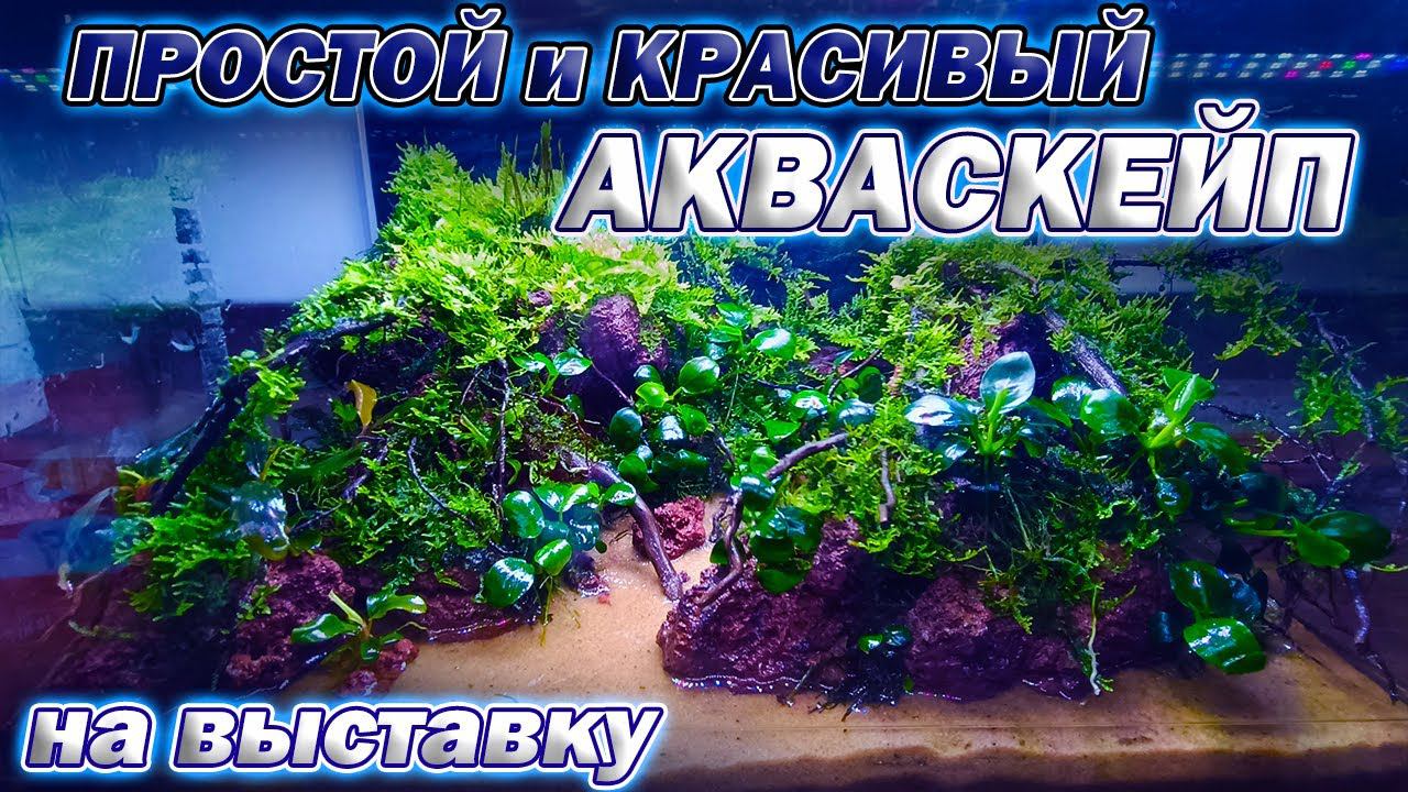 Простой и Красивый Акваскейп 30 литров с камнями и корягам смотреть онлайн