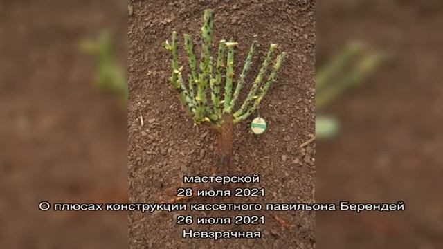 Выращивание корнесобственных саженцев яблони смотреть онлайн