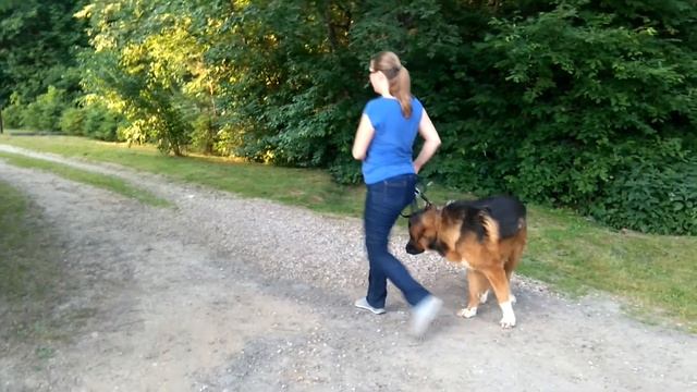 Дрессировка собак. Еще немного об управлении собакой. Смена стороны. смотреть онлайн