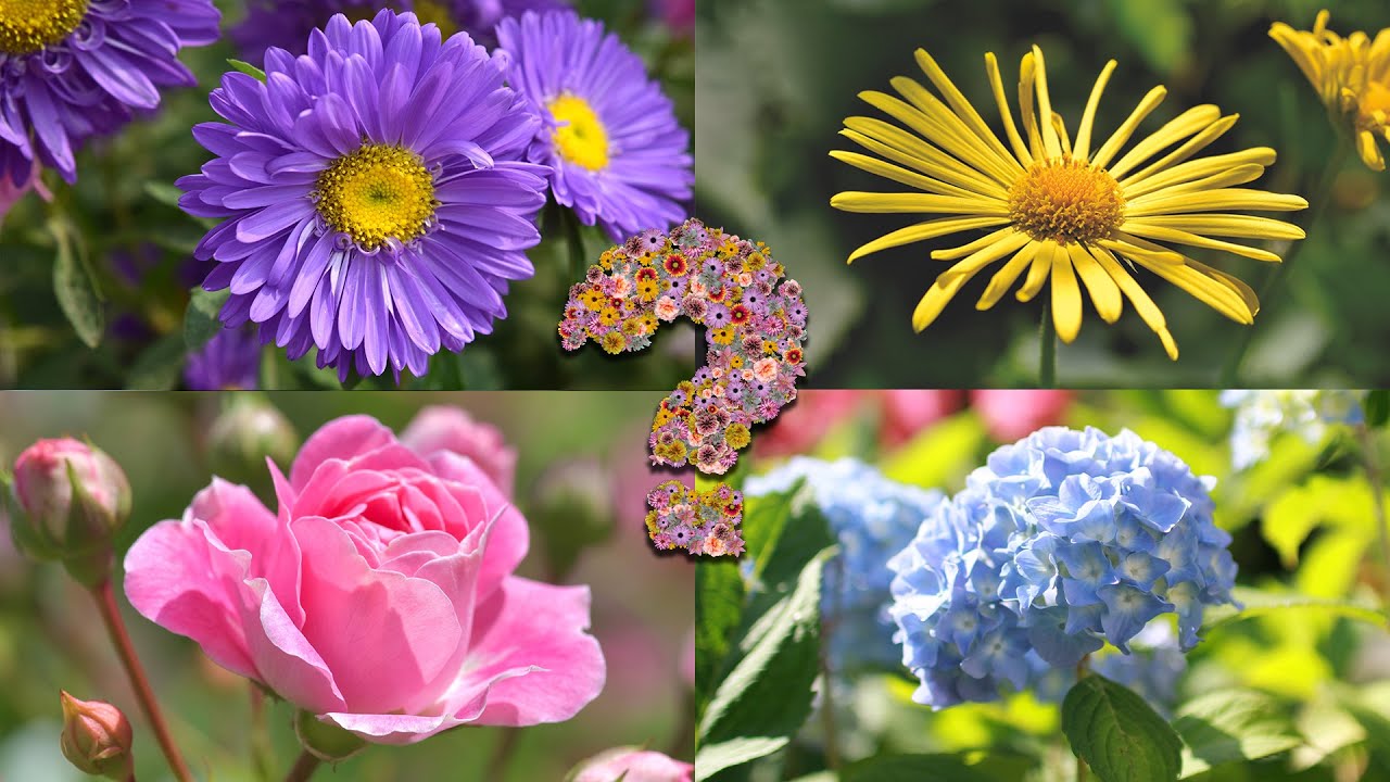 Изучаем цвета. Тест для детей смотреть онлайн