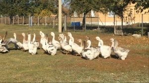 Холмогорские Гуси  , знакомство с ними