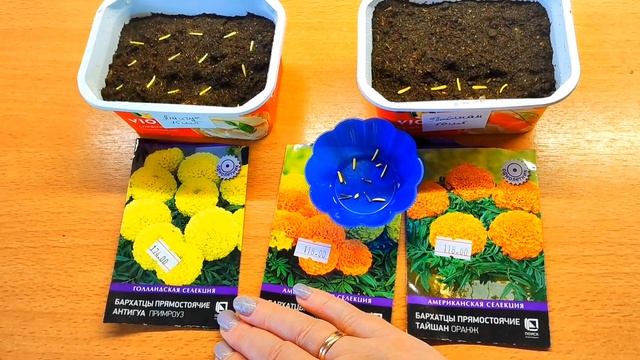 Рассада сгорела,проф.семена ,воруют в магазине ,а что на обед ? смотреть онлайн