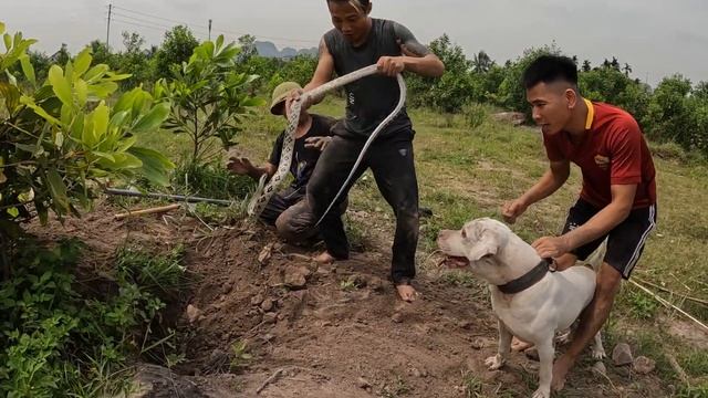 Smart Pitbull Dog With 3 Hunters Confronts 100 Snakes And Giant Python Ferocious | Hunter Boy TV смотреть онлайн