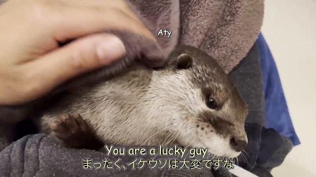 As a result of asking the sleeping otters “Don’t you want some fish?" [Otter life Day 684] смотреть онлайн