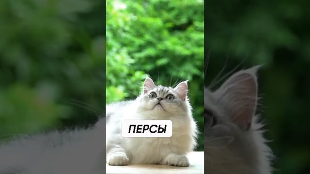 Топ 3 самых милых и ласковых пород кошек #Shorts смотреть онлайн