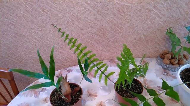 Папоротники и еще кое-что ... смотреть онлайн