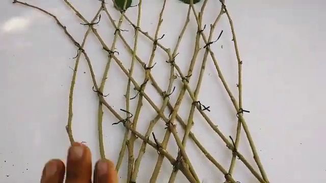 اسرار تشكيل النباتات secrets of plant formation смотреть онлайн