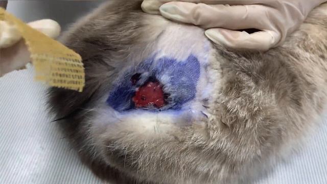 Лечение раны у кошки