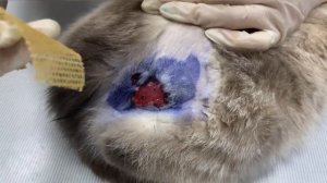 Лечение раны у кошки