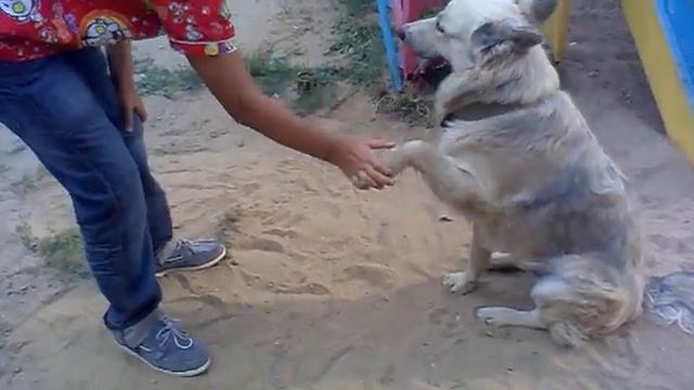 солёный дай лапу смотреть онлайн