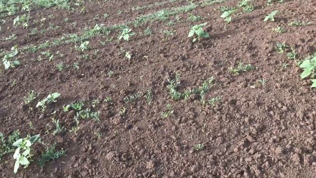 Сравнение гербицидов Гардо Голд и Сальса на подсолнечнике смотреть онлайн