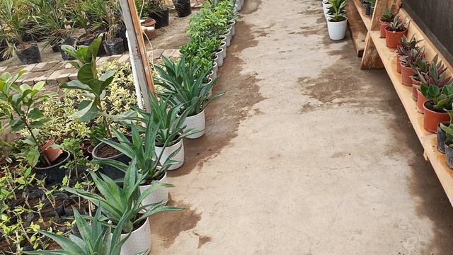 Сурхандарëга заказ кетмогда