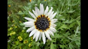 #Арктотис #Цветы садовые1 Декоративные растения