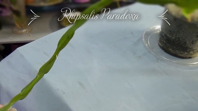 Plant Trade Updates From Chris @ Chris's Garden Pyle смотреть онлайн