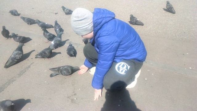 как надо кормить голубей смотреть онлайн