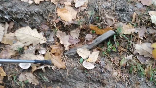 Вот это ГРИБЫ в лесу, в конце октября! Готовим Жюльен на сковороде. смотреть онлайн