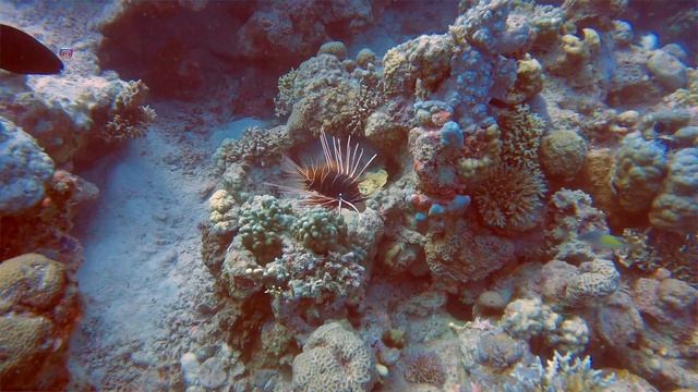 ⛔️ Самые опасные морские обитатели Красного моря ?? Египет 2022 смотреть онлайн