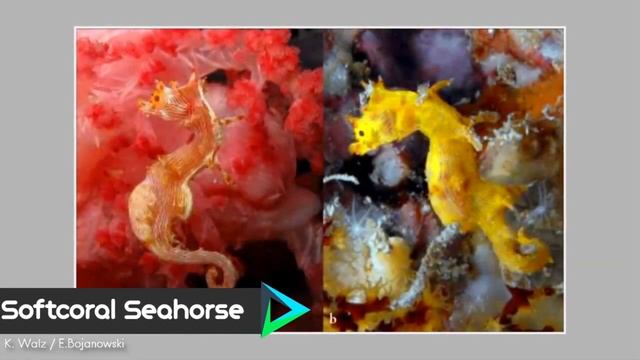 10 Most Beautiful Seahorses In The World смотреть онлайн