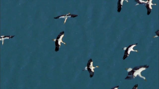 LYONIK  - ТРКН (video Bootleg)