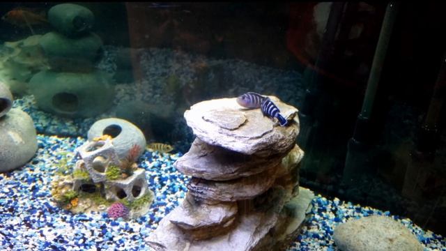 Pseudotropheus Demasoni Cichlid Mating!!!! (African Cichlids) смотреть онлайн