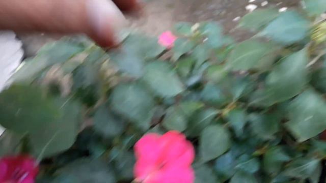 52🌿🥀Winter flower⚘Impatient/⚘🌿 Balsum 🌿⚘Plant ,low light ,for beginners ⚘🌿grow n 🌿⚘care tips смотреть онлайн