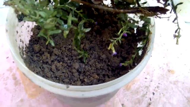 How to Grow & Care Elfin Herb / Flase Heater/ Cuphea hysopifolia/Maxican Heater смотреть онлайн