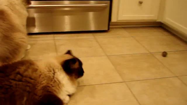 Ragdoll Cats Play With Pawbreakers Catnip Cat Toys ねこ - ラグドール - Floppycats смотреть онлайн
