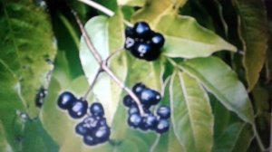 Амурский бархат: лечебные свойства и противопоказания.