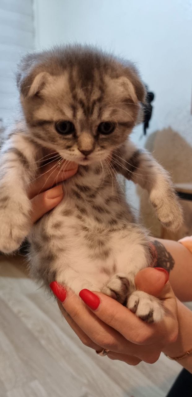 Наше маленькое чудо Скоттиш-Фолд.