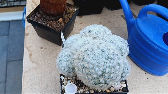 Получила кактусы в подарок.Много деток на кактусах.Маммилярия выросла огромной.Цветение эхинопсисов смотреть онлайн