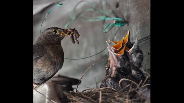 Мамы Птицы и Птенцы🐣🦢🦉🦩 смотреть онлайн