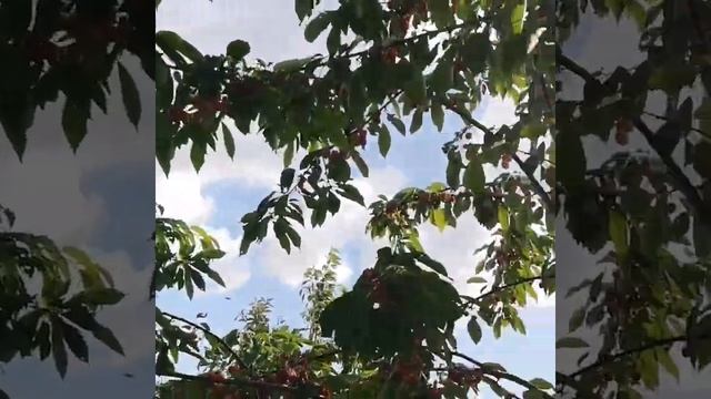 Черешня Василиса, дерево смотреть онлайн