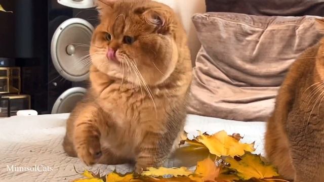 КАК ЗОЛОТЫЕ БРИТАНЦЫ ВСТРЕЧАЮТ ОСЕНЬ 2021. British shorthair golden cats MimisolCats смотреть онлайн
