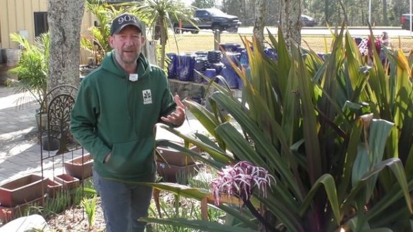 Fun Facts About Crinum Lily