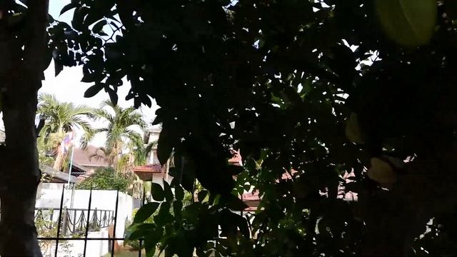 Экзотические фрукты Тайланда. Карамбола. Exotic fruits: Karambola. смотреть онлайн