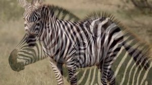 Звук зебры, ржание зебры, крик зебры | Sound zebra, zebra neighing, scream zebra