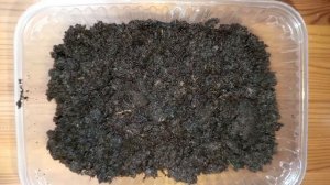 ревень за неделю/ мой опыт/ обзор рассады и способа посева