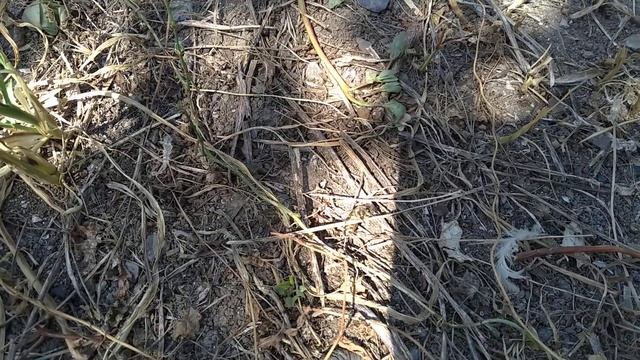 Вот так выглядит пчела трутовка.С виду обычная пчела но уже биологически она матка трутовка.