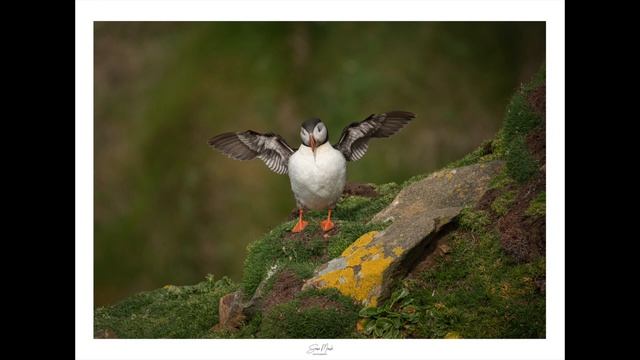 Atlantic Puffin - Saltee Islands, Irish Wildlife Photography смотреть онлайн