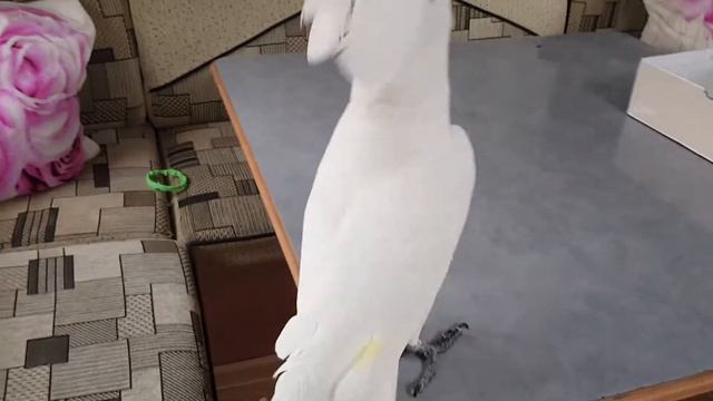 Маленький беленький подарок!!!))) смотреть онлайн