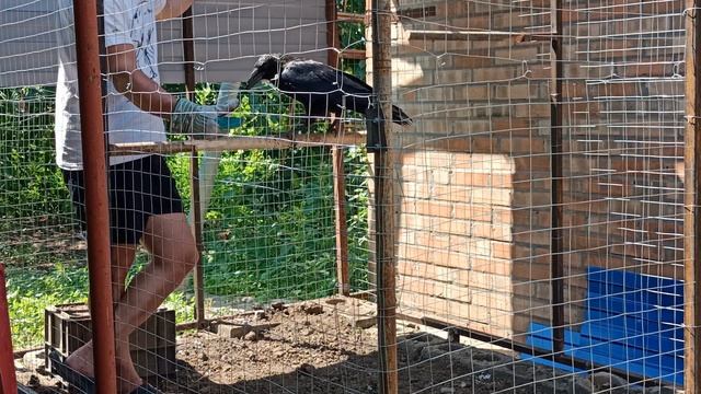 КОРМЛЕНИЕ ЧЁРНОГО ВОРОНА СЁМЫ. FEEDING THE BLACK RAVEN SEMA! #птенецвороны #ручной #crow #pigeon смотреть онлайн