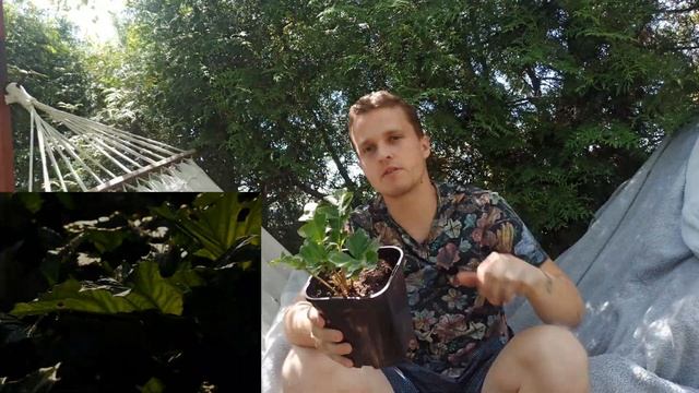 Akant miękki (Acanthus mollis) - Roslina która inspiruje artystów, =Może być w twoim ogrodzie! ? смотреть онлайн