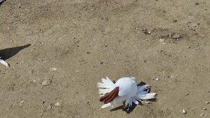 Северокавказские голуби (чернохвостые, краснохвостые, желтохвостые) 2023 г., Казахстан, г. Костанай