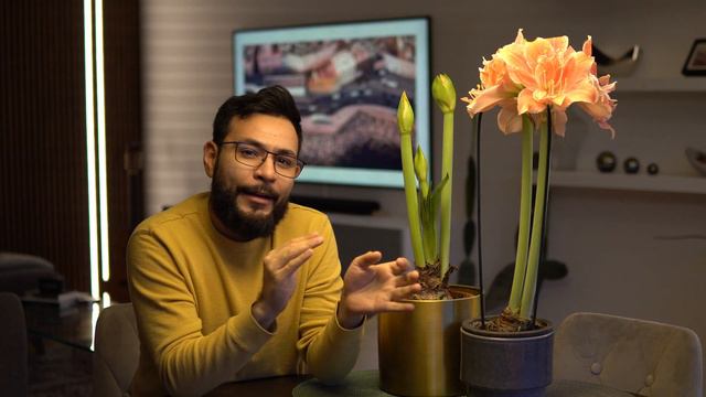 Amaryllis - Cuidados básicos y tips смотреть онлайн