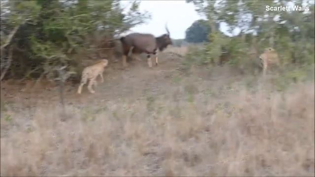Cheetah vs Nyala Bull - The battle for survival смотреть онлайн