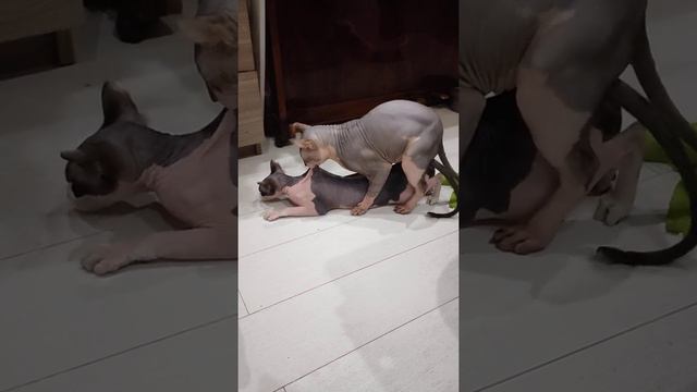 Вязка сфинкса канадского эльфаMating of the Canadian Sphynx mating of a cat смотреть онлайн